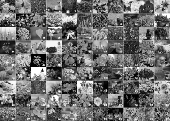 Bildliche Übersicht aller Kräuter, Gewürze und Essenzen des Puzzles mit der Artikelnummer 15991.