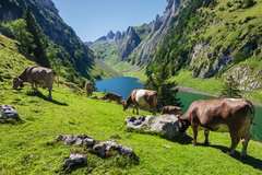 Produktbild des Puzzles: Fälensee. Artikelnummer 90151.