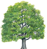 Abbildung des Motivs. Eiche.