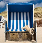 Abbildung des Motivs: Strandkorb mit Mops. 