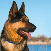 Abbildung des Motivs: Sch&auml;ferhund.